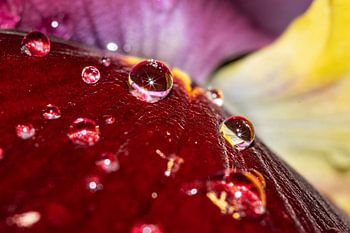 Fleur avec gouttes de pluie
