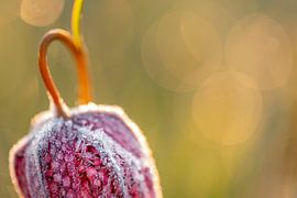 Fleur de vanneau mûre sur Erik Veldkamp