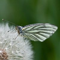 Vlinder op pluizebol