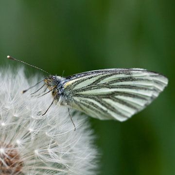Vlinder op pluizebol van Wim de Lange