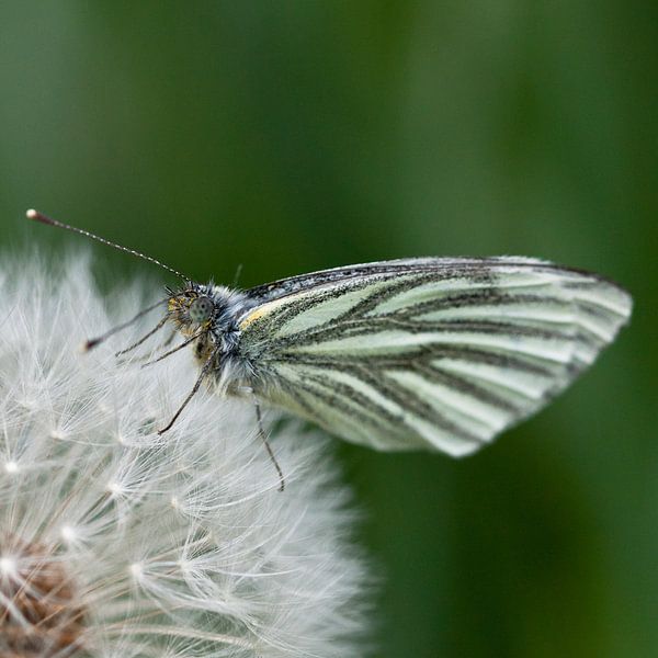 Vlinder op pluizebol by Wim de Lange