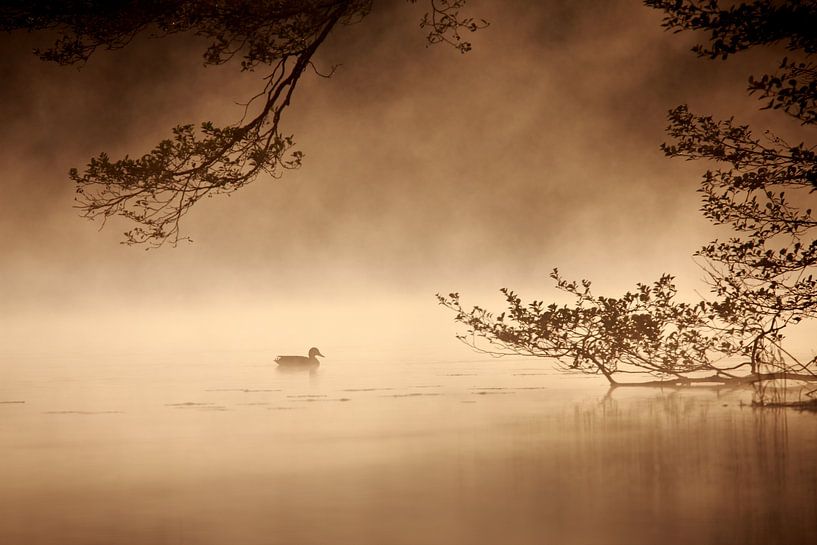 Ente bei Sonnenaufgang von Jana Behr
