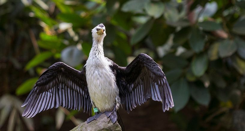 Little Cormorant par Eelke Cooiman