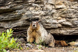 Rocky Mountains Marmot van Roland Brack