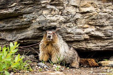 Marmotte des Rocheuses sur Roland Brack
