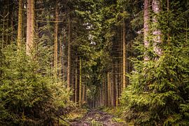 Der dunkle Wald von Geert-Jan Timmermans
