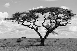 Luipaard in de boom van Lissy Hanrats