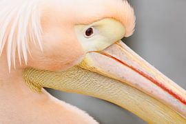 Pink Pelican 'Close-up' by Dagmar Hijmans