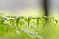Eagle Fern