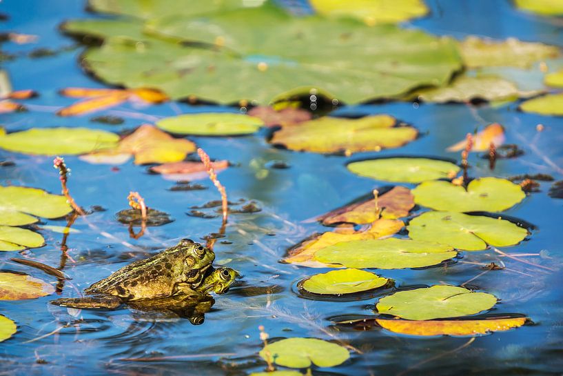 Grenouille verte (Pelophylax) entre des plantes aquatiques dans un étang par Carola Schellekens