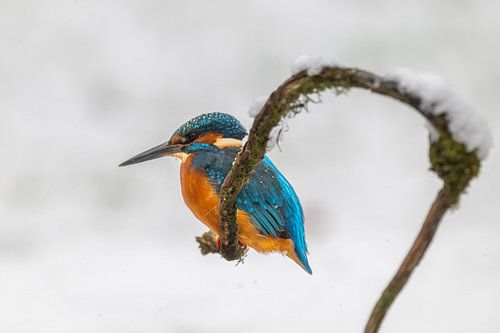 IJsvogel in de winter