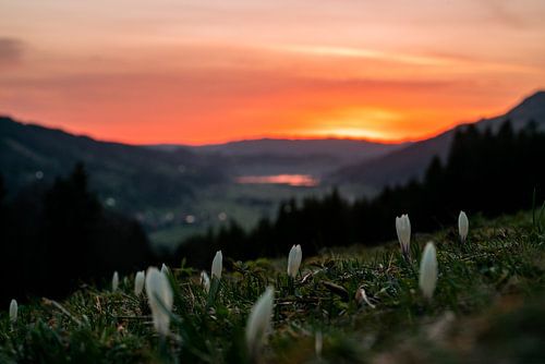 Zonsopgang in Hündle met krokussen met uitzicht op de Alpsee