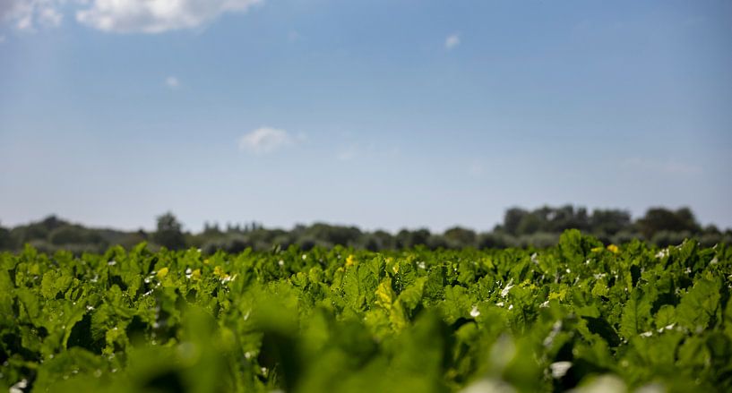 Close-up countryside by Percy's fotografie
