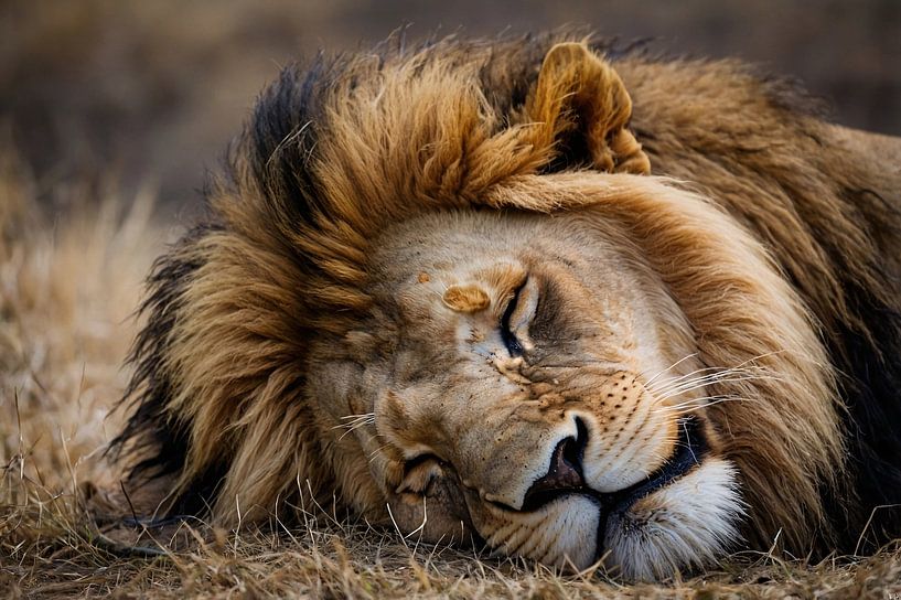 Slapende leeuw in zijn natuurlijke habitat van Art & Soul Creations