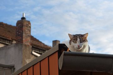 De kat op het dak
