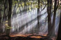 Theater van dansende bomen van Jeroen Linnenkamp thumbnail