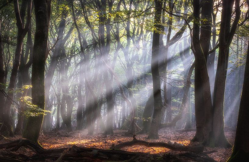 Theater van dansende bomen van Jeroen Linnenkamp