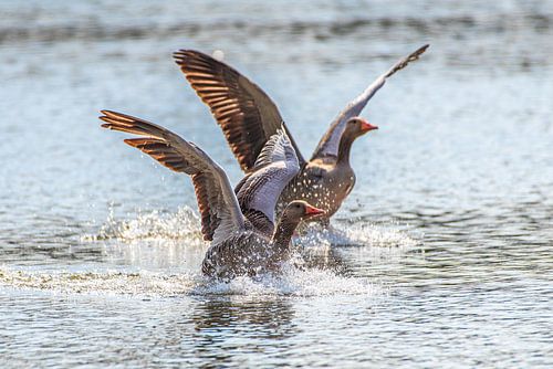 Débarquement des oies
