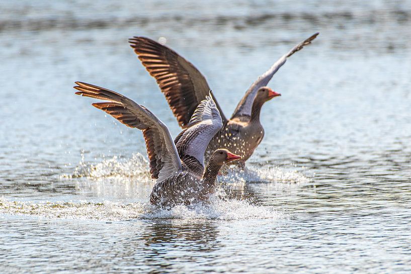Landing geese by Friedhelm Peters