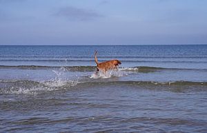 Wasserspiele an der Ostsee mit einem Magyar Vizsla.