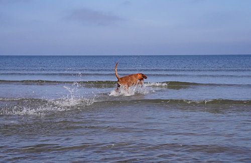 Waterspelletjes aan de Baltische Zee met een Magyar Vizsla.