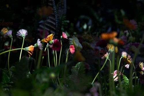 Wilde Bloemen