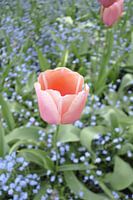 Flowers 6