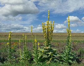 Bougies royales sur le Bas-Rhin sur Peter Eckert