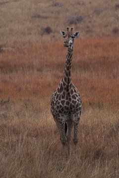 Giraffe Zuid-Afrika van Eveline van Beusichem