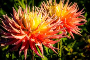 dahlia en fleur sur Dieter Walther