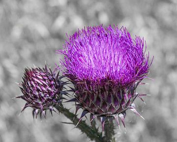 Een paarse distel met een grijze achtergrond van Harrie Muis