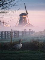 Netherland