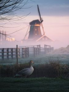 Netherland