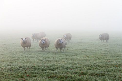 Schapen in de mist