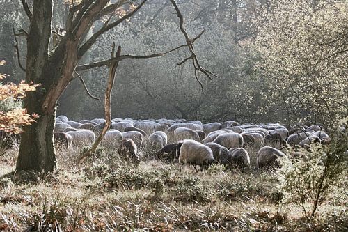 Heidschnucken Lüneburger Heide