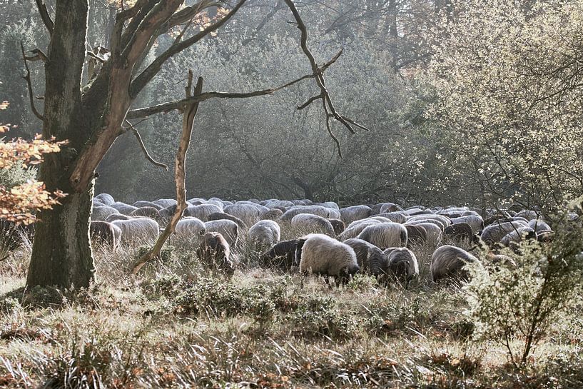 Heidschnucken Lüneburger Heide von Thomas Marx