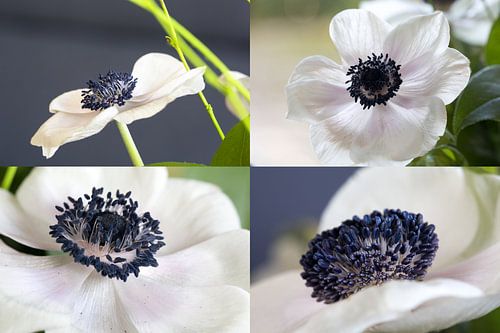 4 keer Anemoon (2)