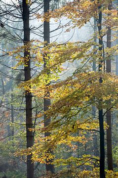 Herfst