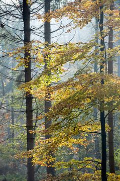 Herfst van Hans Hordijk