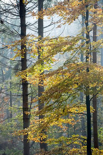 Automne