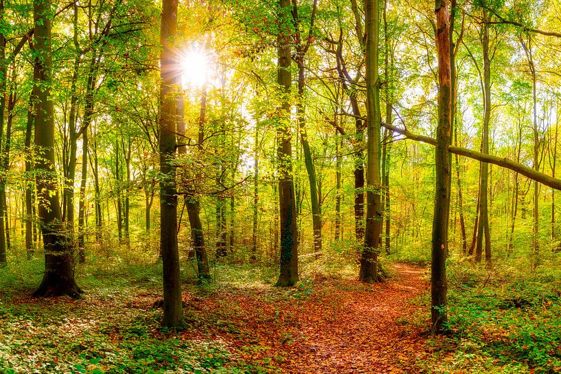 Herbstlicher Wald von Günter Albers
