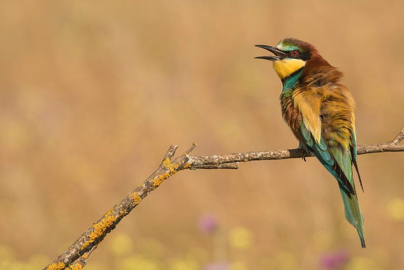 Bee-eater by Kars Klein Wolterink