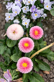 Bellis perennis ‘Bellissima Rose bicolor’ daisy van Richard Wareham