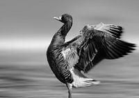 Gans in de wind