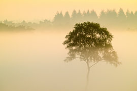 Sunrise with fog over a heather landscape by Sjoerd van der Wal Photography