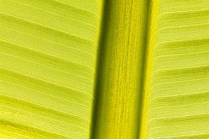 Feuille