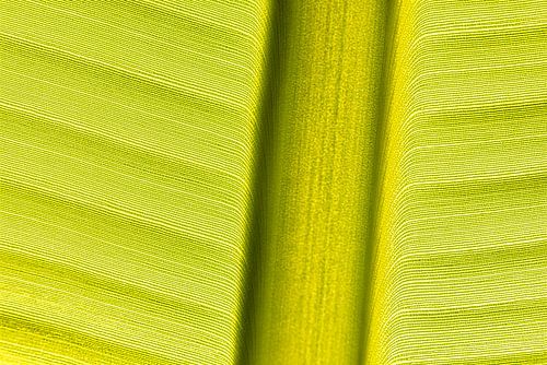 Blatt von FotoSynthese