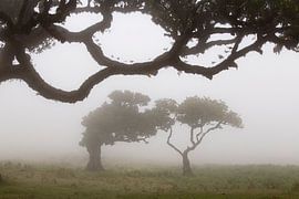 Fairy-tale forest on Madeira island by Paul Wendels