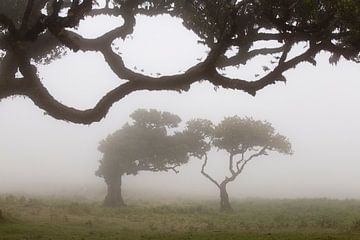 Fairy-tale forest on Madeira island