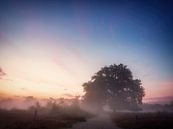 Into the morning light by Lex Schulte thumbnail